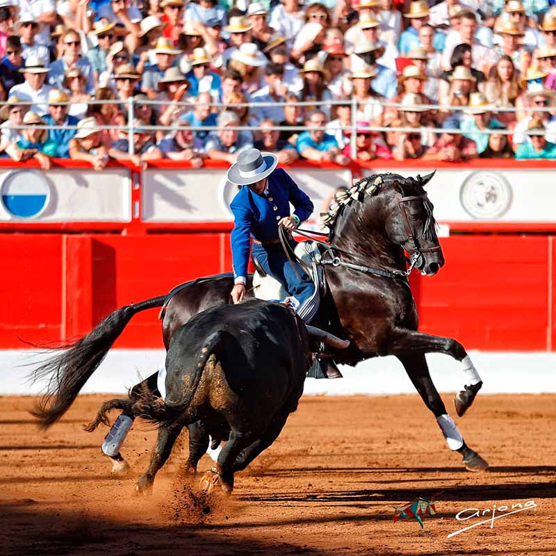 plaza de toros de Santander próximos eventos